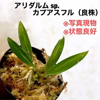 ◆ アリダルム sp.カプアスフル  #植物さかな屋　#パルダリウム　#熱帯植物(その他)