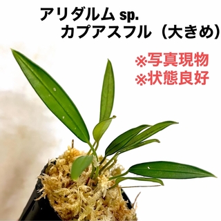 ◆アリダルム sp.カプアスフル  #植物さかな屋　#パルダリウム　#熱帯植物(その他)