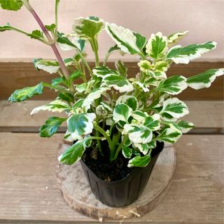 観葉植物 ハーブ　斑入り プレクトランサス　ミントリーフ(その他)