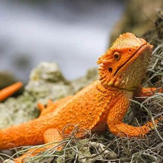 フトアゴヒゲトカゲ リアル フィギュア 爬虫類 流木 装飾(その他)