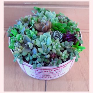 お買い得　多品種　そのまま飾れます　育て方メモつき　多肉植物　寄せ植え❤️ (その他)