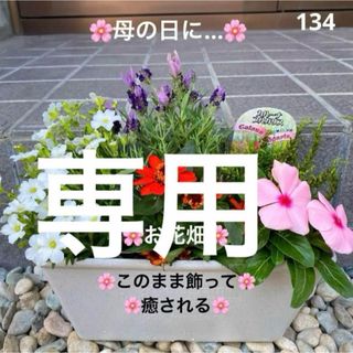 134☆このまま飾れる☆お花畑☆癒しの寄せ植え　花☆母の日☆初心者様向け☆(プランター)