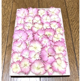③銀の紫陽花のお花畑で咲いた可愛いピンクの紫陽花のドライフラワー‼️(ドライフラワー)