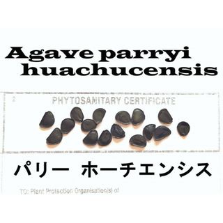 11月入荷  10粒+ パリー ホーチエンシス 吉祥天 種子 種子(その他)