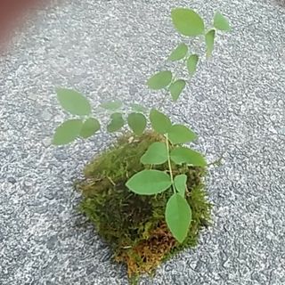 MINI盆栽苔玉 フジ(その他)