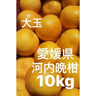 愛媛県産　宇和ゴールド　河内晩柑　柑橘　10kg(フルーツ)