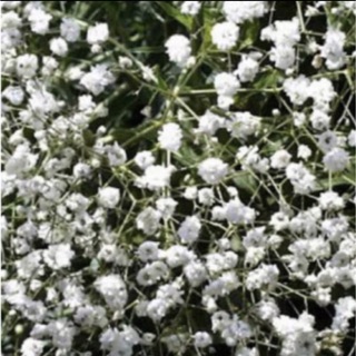 宿根　かすみ草　ホワイト（一重咲き）　苗　抜き苗（苗と土、約2.5号ポット分）(その他)
