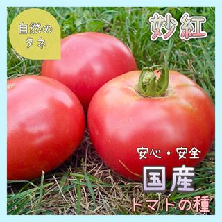 【国内育成・採取】 妙紅 家庭菜園 種 タネ トマト 野菜(野菜)