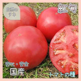 【国内育成・採取】 紅旬 家庭菜園 種 タネ トマト 野菜(野菜)