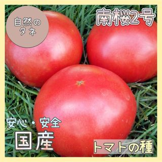 【国内育成・採取】 南桜2号 家庭菜園 種 タネ トマト 野菜(野菜)