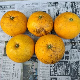 夏みかん　約2kg(フルーツ)