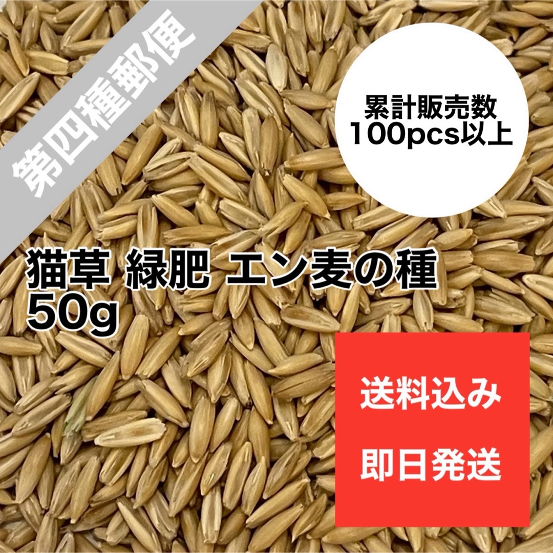 猫草 ネコ草 エン麦 オーツヘイ 種 植物 毛玉ケア 緑肥 50g その他のペット用品(猫)の商品写真