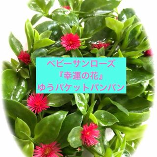 多肉植物ベビーサンローズ『幸運の花』カット苗　ゆうパケット箱パンパンぎゅうぎゅう(その他)