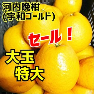 愛媛県産★農家直送★河内晩柑 大玉から特大まで 10〜11キロ