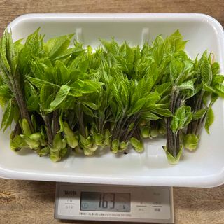 秋田県産　コシアブラ　150g以上(野菜)