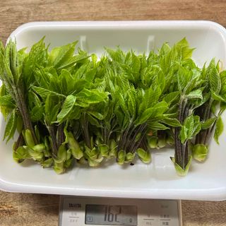 秋田県産　コシアブラ　150g(野菜)