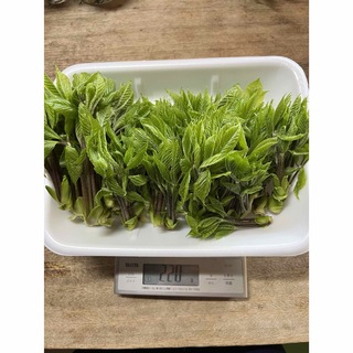 秋田県産　コシアブラ　500g(野菜)