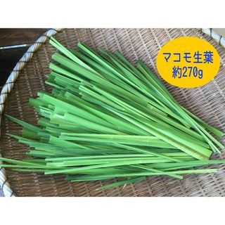 マコモ生葉　約270g(その他)