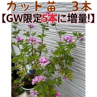 ハーブゼラニューム カット苗5㎝程　3本【GW限定3本から5本に増量！】(その他)