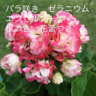 バラ咲き　ゼラニウム　エンゼルブーケ　根つき　花蕾つき(その他)