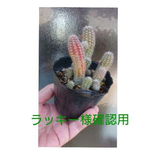 ⚠️🔺ラッキー様確認用🔺⚠️黄花白檀（抜き苗）(その他)