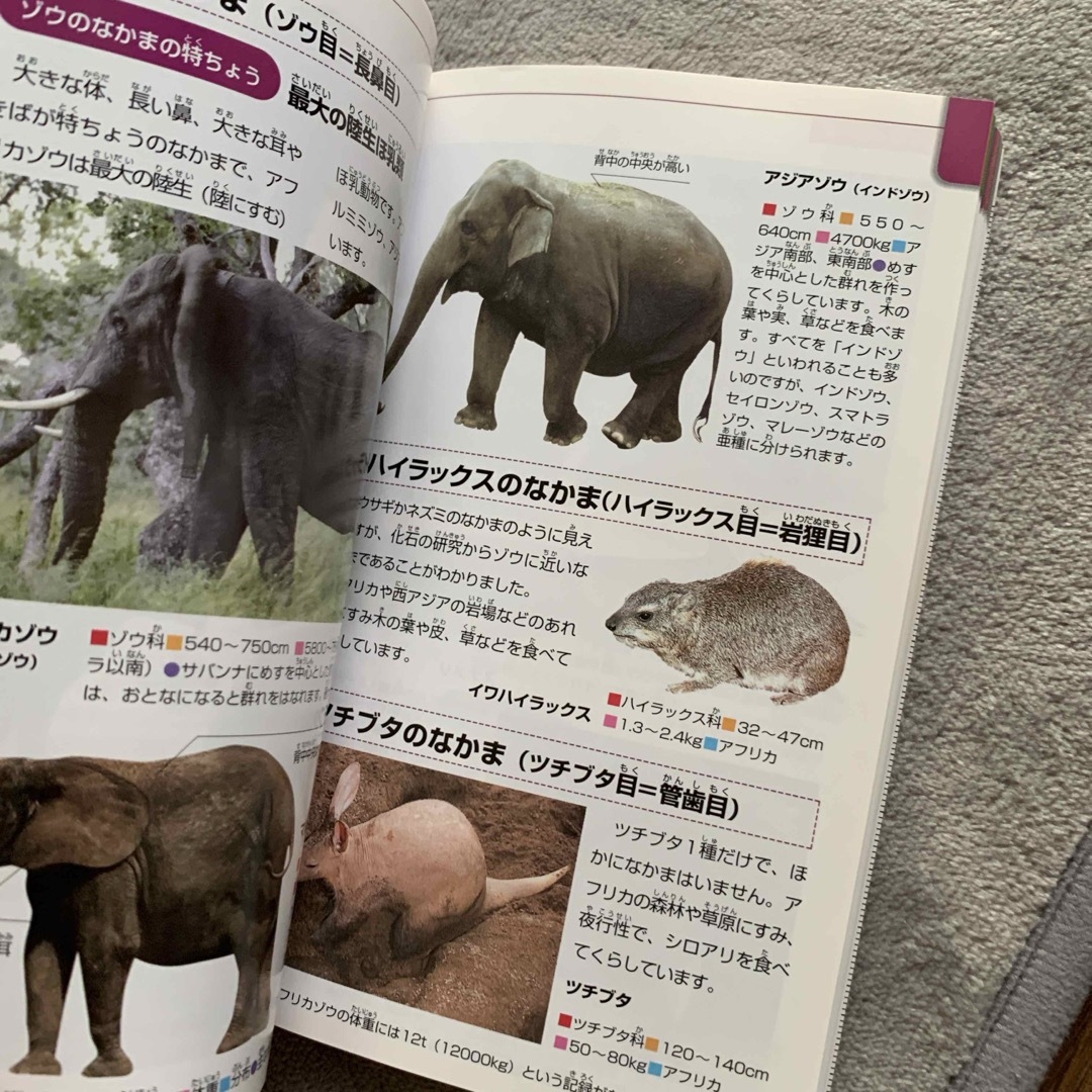 動物 エンタメ/ホビーの本(絵本/児童書)の商品写真