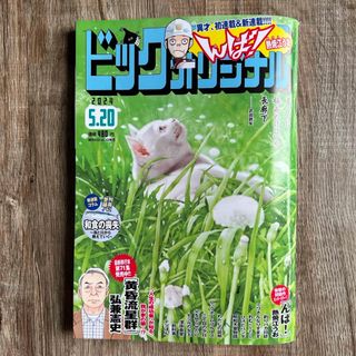 小学館 - ビッグコミック オリジナル 2024年 5/20号 [雑誌]