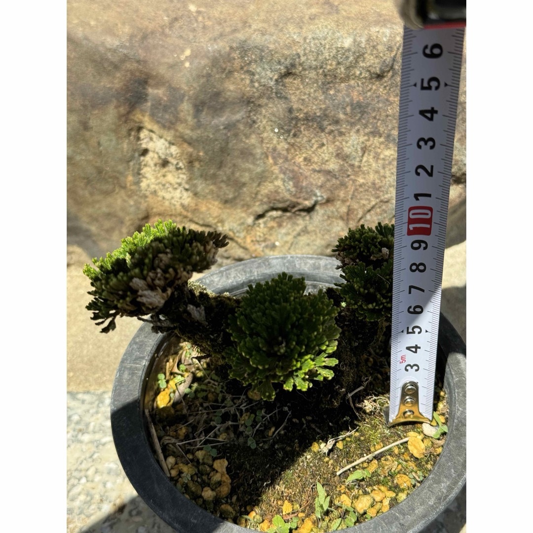 岩松　イワヒバ　盆栽 山野草　高山植物　19 ハンドメイドのフラワー/ガーデン(その他)の商品写真