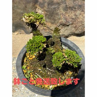 岩松　イワヒバ　盆栽 山野草　高山植物　19(その他)