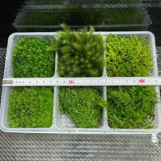 天然苔　こけ　植物詰め合わせ！タマゴケ　ホソバオキナゴケ　シノブゴケ　6種　A 