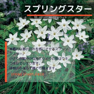 ゆうパケット　ハナニラ、スプリングスター☆ホワイト☆種子20粒(その他)