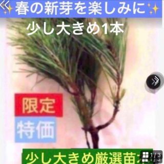 6日迄　SALE【赤松苗木　少し大きめで安心】植え付け説明書　天然成分活力剤付