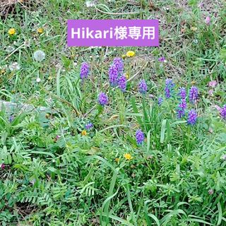 Hikari様専用(ティッシュボックス)