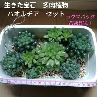 ご専用♥多肉植物✴生きた宝石✴ハオルチア　オブツーサ他　沢山セット❇ラクマパック(その他)