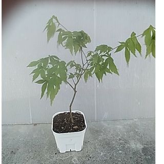 MINI盆栽 イロハモミジ 苗木 庭木 観葉植物(その他)