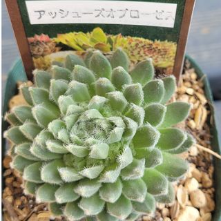 多肉植物　センペルビウム　アッシューズオブローゼス　7.5㎝ポット入り抜き苗発送(その他)