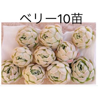 ベリー10苗　カット苗　多肉植物　エケベリア　寄せ植えや多肉丼に(その他)