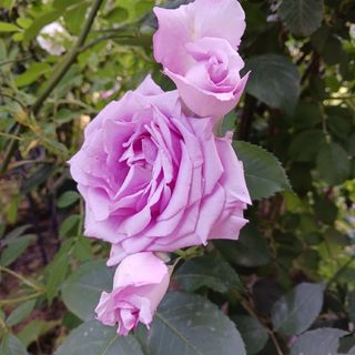 薔薇苗　紫の薔薇　四季咲き　大苗　抜き苗　庭木　紫の花(その他)