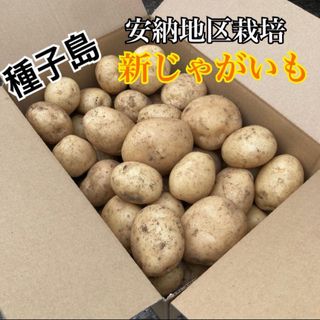 種子島　農家直送！安納地区の新じゃがいも　5キロ(野菜)