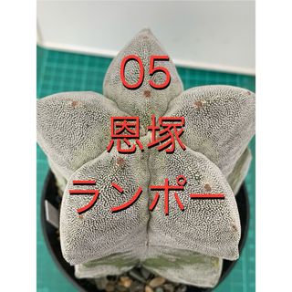 05 恩塚ランポー玉　鉢付(プランター)