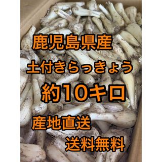 鹿児島県産　土付きらっきょう　約10キロ(野菜)