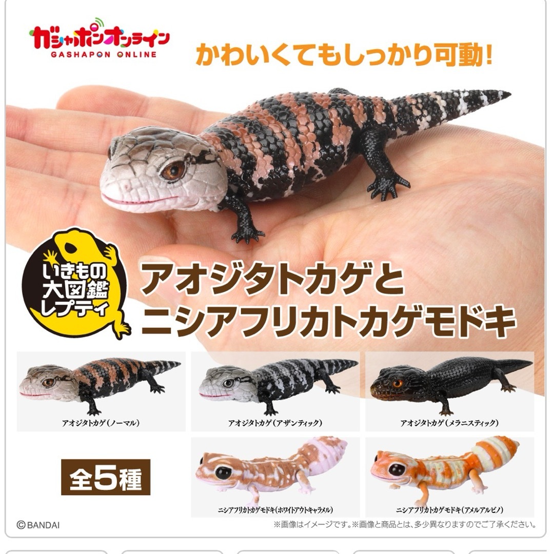 アオジタトカゲ　アザンティック　ガチャ その他のペット用品(爬虫類/両生類用品)の商品写真