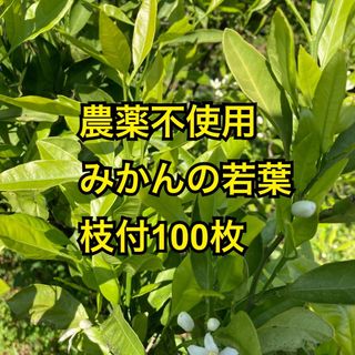 農薬不使用　温州みかんの若葉　枝付100枚(虫類)