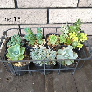 no.15多肉植物抜き苗13種セット(その他)