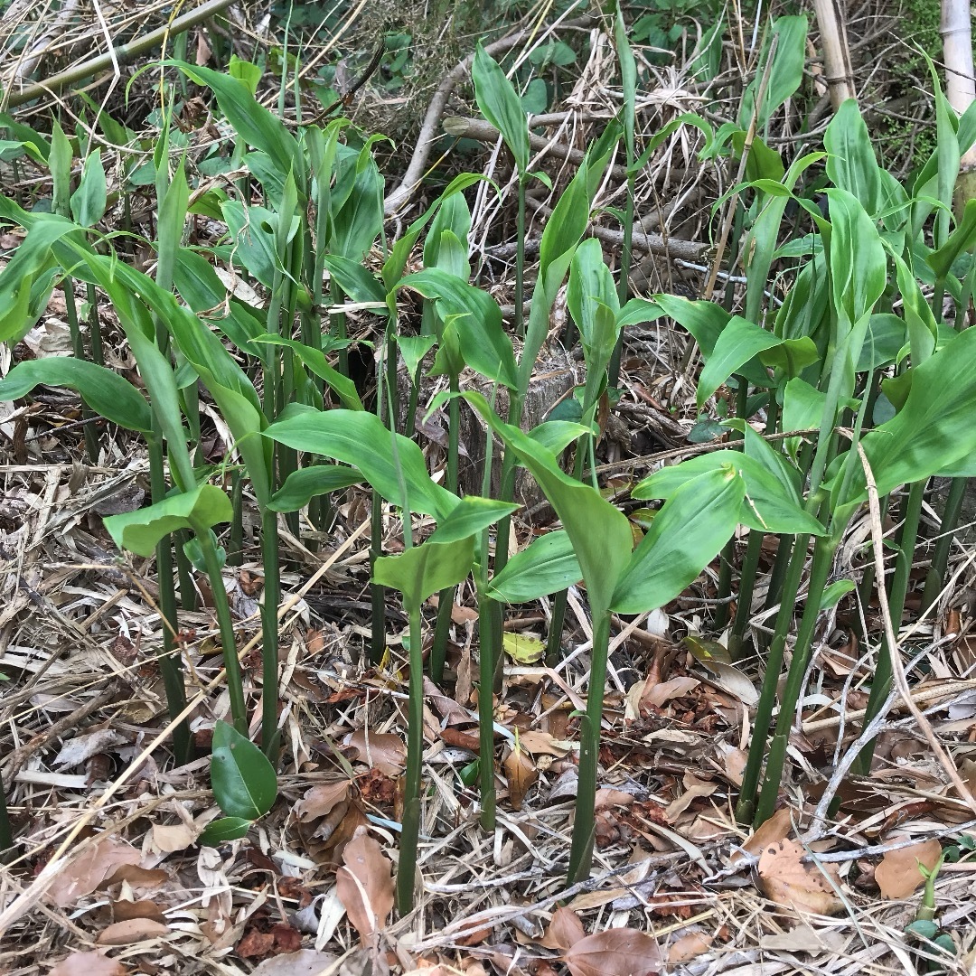 みょうが苗　ミョウガ  地下茎　おまけ付き　無農薬　野菜 食品/飲料/酒の食品(野菜)の商品写真