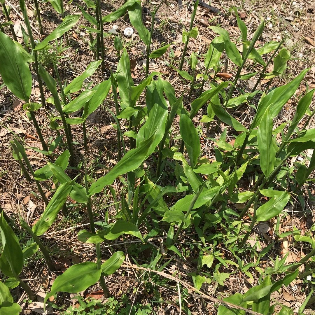 みょうが苗　ミョウガ  地下茎　おまけ付き　無農薬　野菜 食品/飲料/酒の食品(野菜)の商品写真