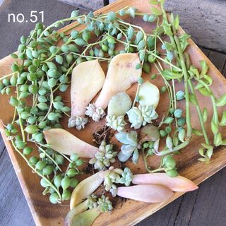 no.51多肉植物カット苗葉挿し苗8種セット(その他)