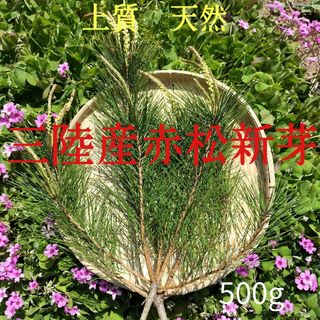 松の葉500g　上質赤松新芽　デトックスレシピ付き(野菜)