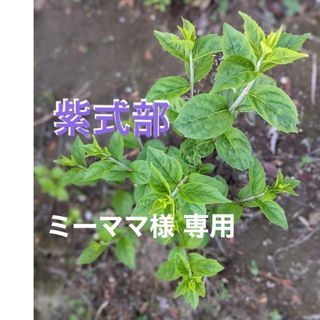 紫式部　ムラサキシキブ　花苗　花木　２年生苗木　１株　&  ほおずき　３苗(プランター)