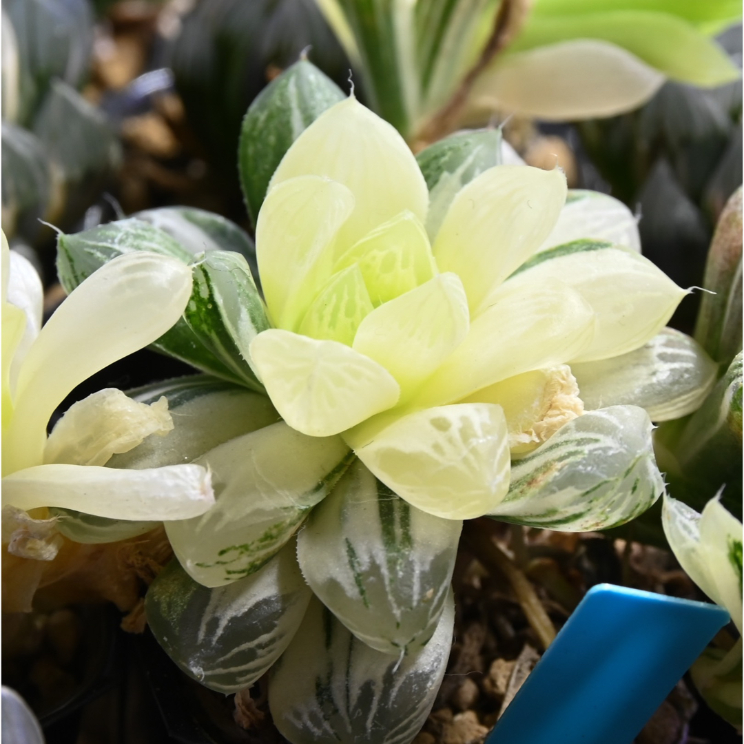 ハオルチア オブツーサ錦 ハンドメイドのフラワー/ガーデン(その他)の商品写真